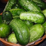 Growing Cucumber