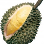 Durian Farming