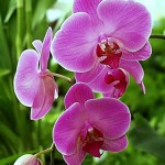Growing Orchids