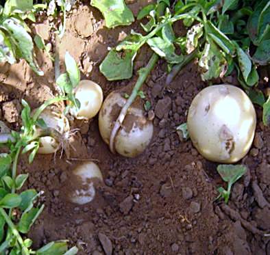 organic-farm-produce-potato organic-farm-produce-potato