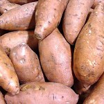 Growing Kamote (Sweet Potato)
