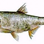 Big Head Carp Production