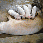 How to Start Your Own Backyard Piggery Business