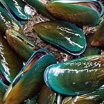 Green Mussel (Tahong) Culture