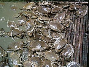 mud-crabs-raising mud-crabs-raising