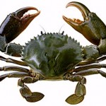 Raising Mud Crabs