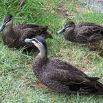 How to Raise and Breed Duck