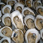 Oyster (Talaba) Culture