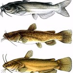 Catfish Culture