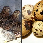 Quail Raising