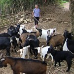 Goat Raising