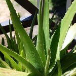 Aloe Vera Growing