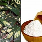 Arrowroot Production