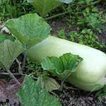 Bottle Gourd or Upo Production
