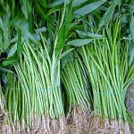 Kangkong Production