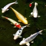 Koi Breeding