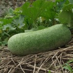 White Gourd or Kundol Production