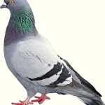 Raising Pigeons