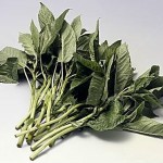 Jute Mallow or Saluyot Production