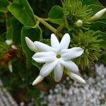 Growing Sampaguita