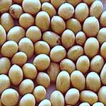 Soybean Production