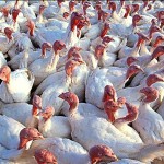 Turkey Raising