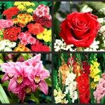 Cut Flowers Production
