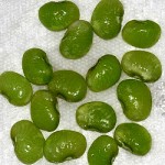 Growing Lima Beans or Patani