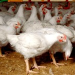 Broiler Chicken Production