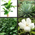 Fiber Crops Production