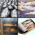 Different Methods of Fish Processing