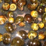 Culturing Golden Kuhol