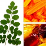 How to Make Malunggay (Moringa) Pastillas and Polvoron