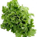 Lettuce Production