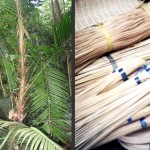 Rattan Seedling Production