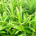Growing Pandan or Screwpine