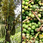 Sugar Palm or Kaong Production