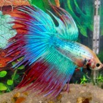 Siamese Fighting Fish Culture