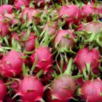 Dragonfruit or Pitaya Growing
