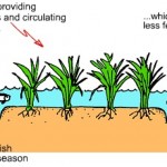 Rice-Fish Culture