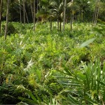 Salak or Snake Fruit Production