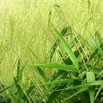 Tiger Grass or Tambo Production