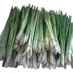 Lemon Grass or Tanglad Production