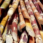 Sugarcane Production