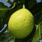 Breadfruit Production