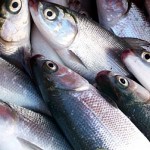 Milkfish Culture in Brackishwater Ponds