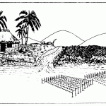 Eucheuma Seaweed Production