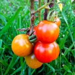 Production of Home Garden Tomatoes