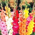 Gladiolus Flower Production
