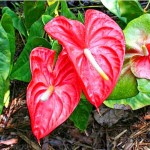 Anthurium Production